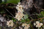 Dogtongue buckwheat